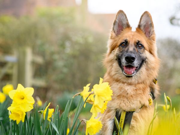 Luna the German Shepherd Dog smiles while sitting amongst daffodils in a field.