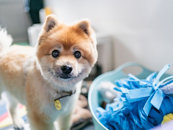 Alfie a golden Shiba Inu, standing looking at the camera whilst next to a blue snuffle mat in a blue box