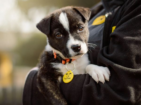 Arty, a brindle and white crossbreed puppy, in a Dogs Trust worker's arms 