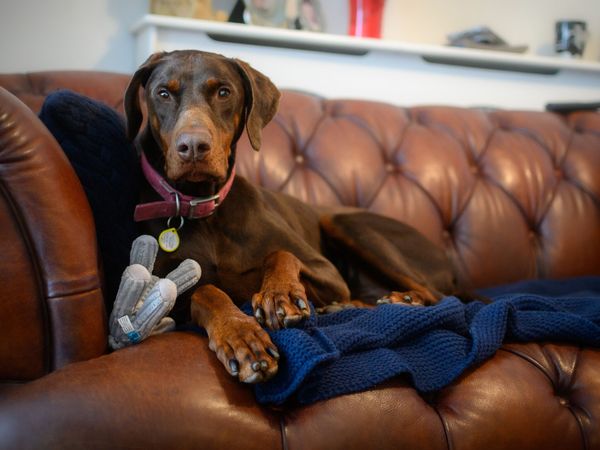 Jake the Dobermann is cosy on a sofa with a soft toy