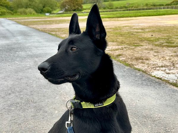 Ghost the black Belgian Malinois gave adopter Gemma a fresh start.