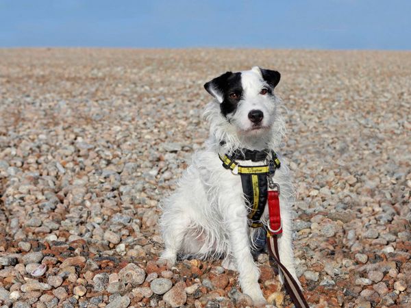 Jack a black and white rough-coated Jack Russell crossbreed, sitting on a rocky beach