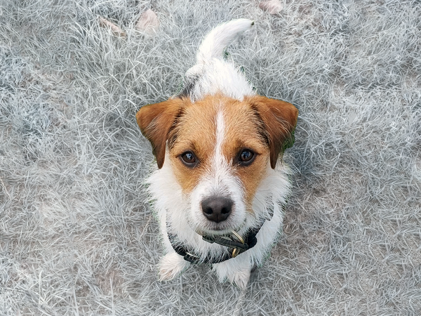 Ted the Jack Russell Terrier sits on frosty grass