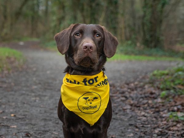 Kobe a chocolate Labrador, Springer Spaniel sitting wearing a yellow 99k canines Dogs Trust bandana round his neck, whilst sitting looking at the camera in the woods