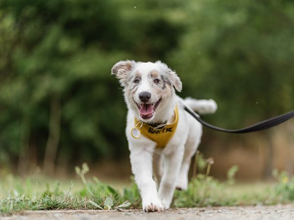 a blind a blind white spotted Collie puppy trotting towards the camera on lead outside wearing a yellow harness that says "adopt me"