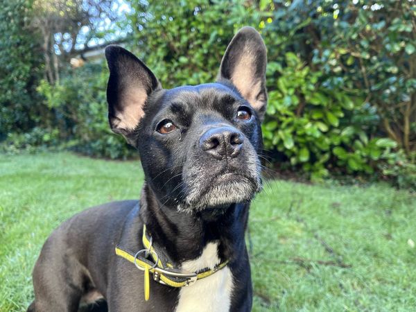 Black dog with upright ears and a yellow collar sitting on grass, looking up in a leafy garden.