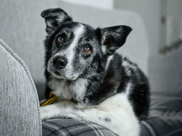 Swift the elderly Border Collie rests on a sofa in his foster home.