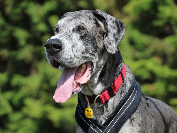 A large grey Great Dane with a red collar and open mouth is panting joyfully outdoors against a backdrop of blurred green foliage.
