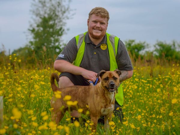 Dogs Trust Rehoming Supervisor Louie and brindle Crossbreed Tigger sit in a meadow of yellow flowers 