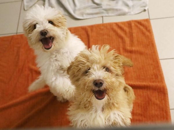 two havanese puppies coloured tan and white looking up at the camera