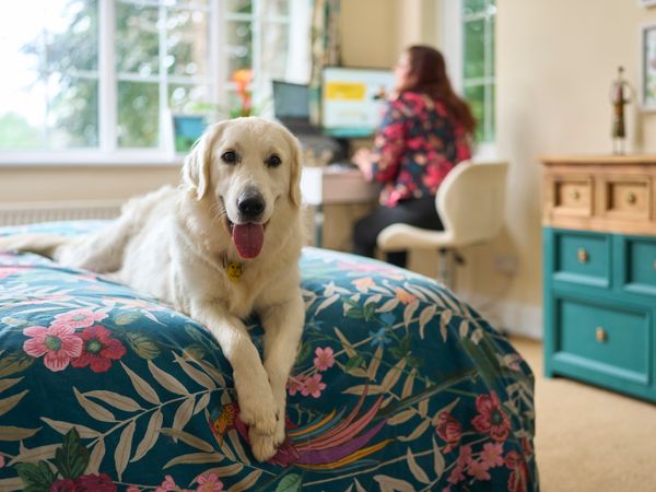 A Golden Retriever lies on a bed smiling at the camera while their owner sits at a desk and visits the Dogs Trust website on a computer in the background