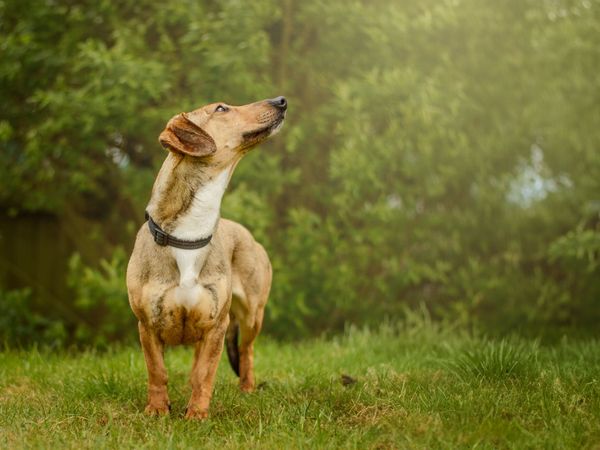 Limo (now Ani), a Dachshund (cross), standing in a grassy area at Kenilworth RC. She is standing and looking up and off-camera