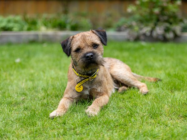 A Border Terrier wearing a collar with a Dogs Trust tag lays down in a patch of grass