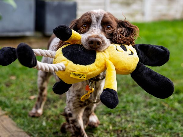A Springer Spaniel with muddy paws runs towards the camera across a patch of grass with a soft toy of the Dogs Trust mascot Homer in their mouth