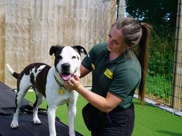 Adult Staffordshire Bull Terrier cross, outside, in enclosed area, with member of staff.