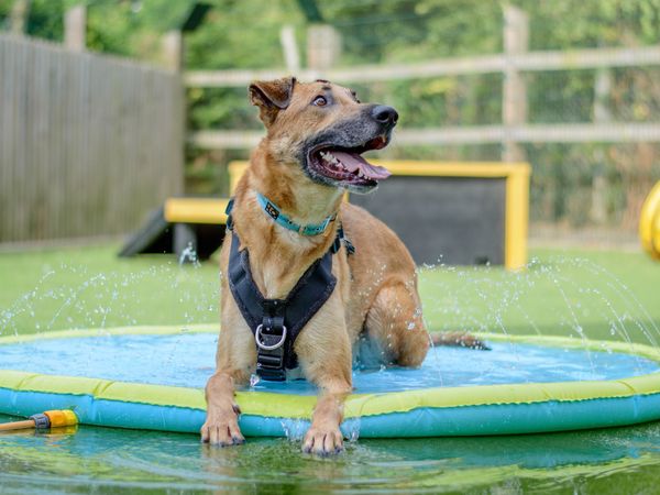 Moose, a sable Lurcher (cross) lying on his front, cooling off in a paddling pool at Kenilworth RC