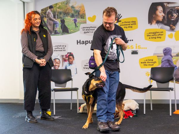 Crossbreed at a 1 to 1 behaviour coach session
