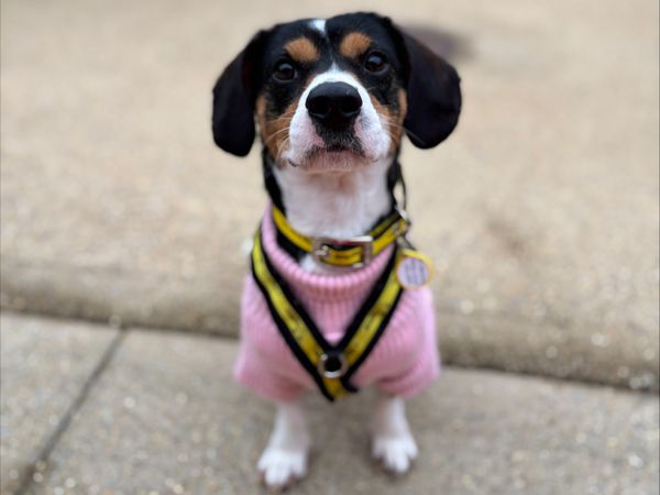 A small dog wears a pink jumper and looks at the camera at Dogs Trust Salisbury