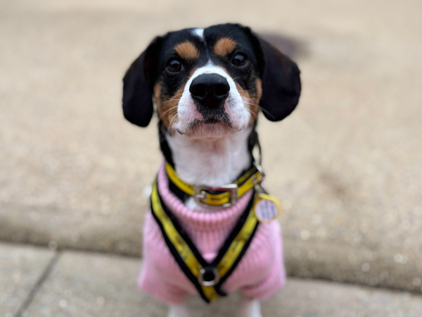 A small dog wears a jumper and harness at Salisbury Rehoming Centre
