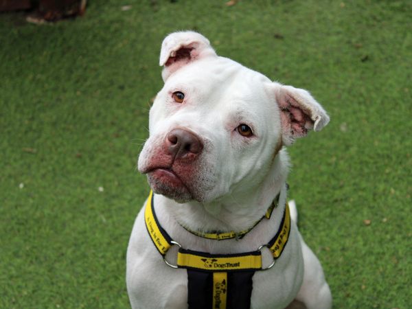 Daisy a staffy cross white dog tilting her head looking away sitting on some grass