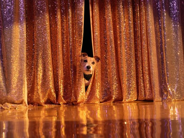 a jack russell terrier dog peeking its body through some sparkly curtains on a stage