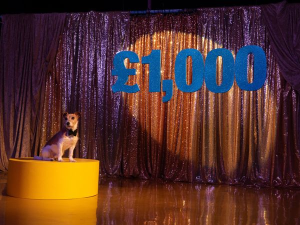 a jack russell terrier dog on a yellow podium behind is a sparkly curtain and a large blue £1000 cutout floating above