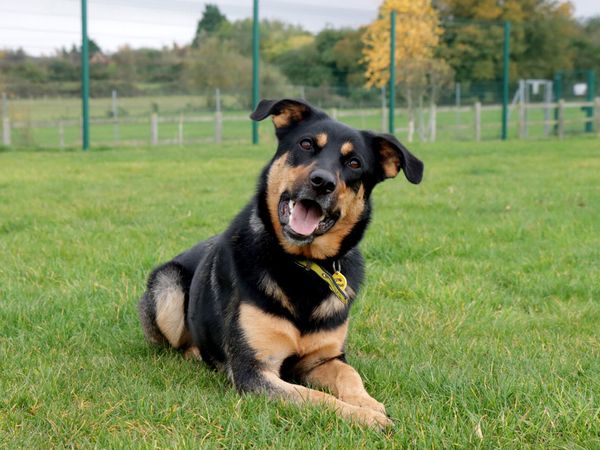 A black and tan rottweiler cross adult dog laying on some grass tilting her head