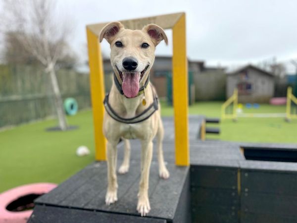 Dom the Crossbreed dog enjoys his agility equipment at Dogs Trust Canterbury