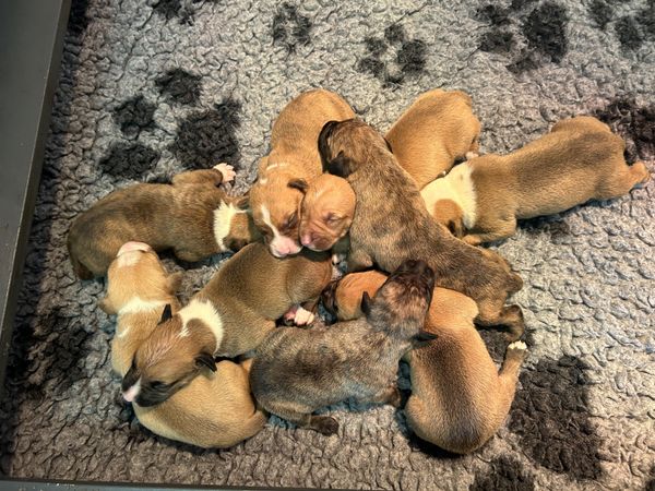 nine lurcher cross puppies sleeping together