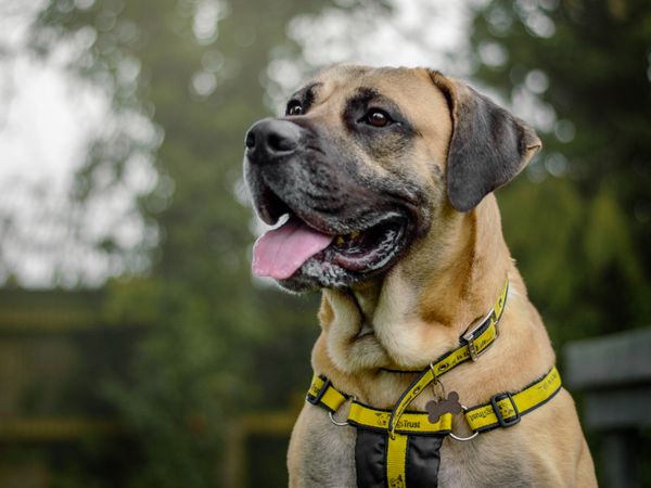 A spanish tan senior mastiff with its mouth open looking away from the camera