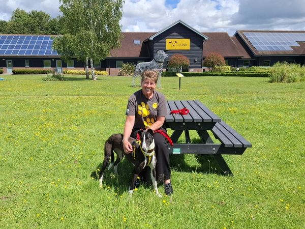 a lady sitting on a bench smiling outside shrewsbury rehoming centre with a black and white adult sighthound on lead