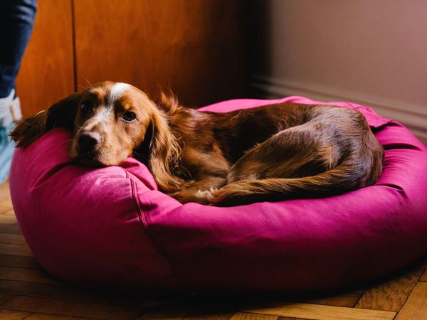 A red Cocker Spaniel lying down on a pink dog bed in the family home.