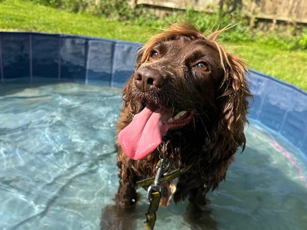 Coco, a chocolate Cocker Spanel, sitting in a paddling pool with their tongue out at Shoreham RC