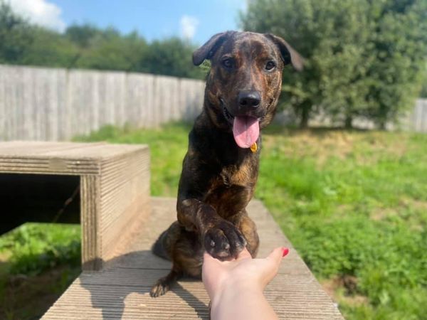 Holly the brindle Rottweiler gives paw