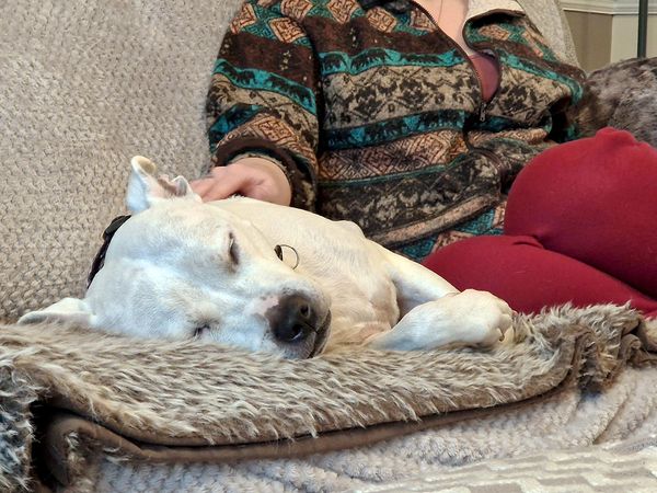 Leo, a white Staffordshire Bull Terrier, from Leeds Rehoming Centre. He is lying on his side, asleep and looking relaxed, on a sofa in his foster home, with his foster carer sat behind and petting him.