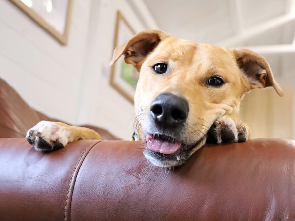 NucheNuche the Crossbreed smiles playfully while leaning over the arm of a sofa