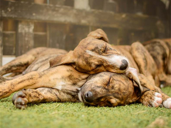 two brindle lurchers laying on top of each other sleeping