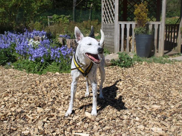 Patches a white crossbreed adult dog standing in a garden with cork and blue flowers