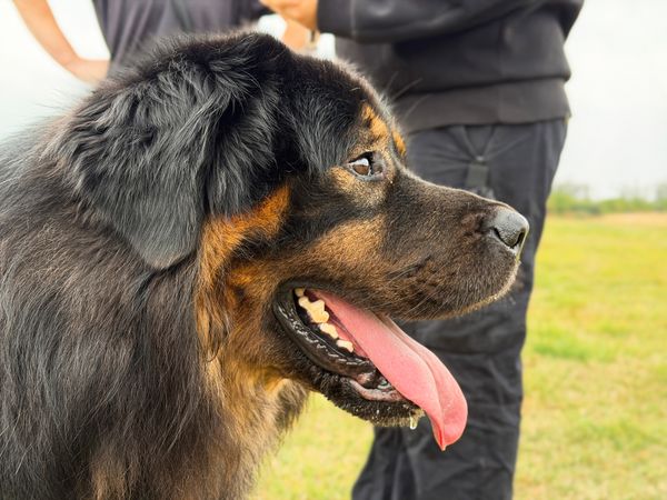 A photo of Oliver, a large black and tan Tibetan Mastiff dog, in profile