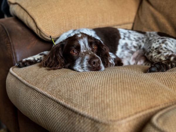 A brown and white springer spaniel relaxes on a sofa at home