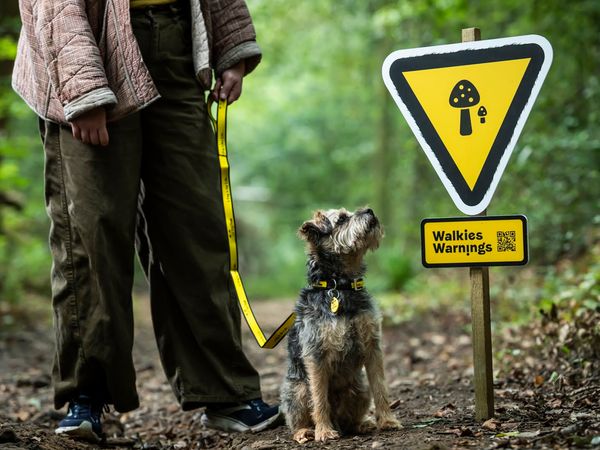 A border terrier enjoying an autumn walk pays attention to a sign highlighting the dangers of mushrooms