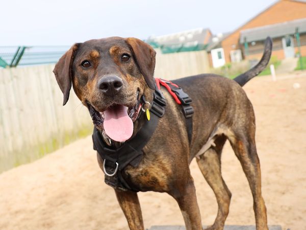 Zena the Rottweiler cross at Dogs Trust Leeds