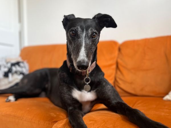 Gilly the firework-fearful rescue Greyhound reclines on an orange sofa in her home