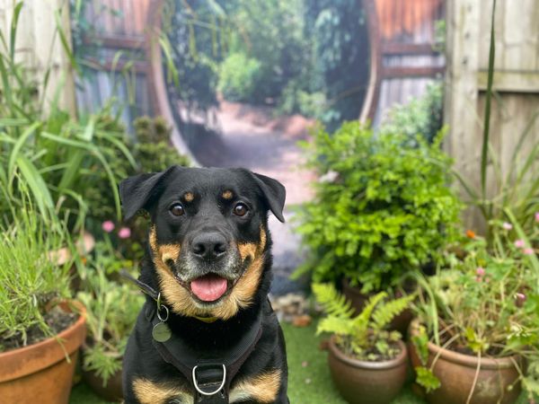 a black and tan rottweiler cross adult dog sitting in a garden filled with green plant pots