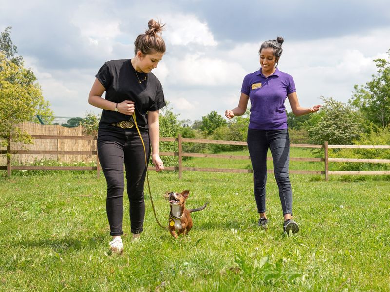 Dog School coach supporting owner and her dog