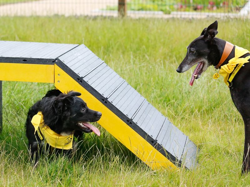 Two dogs playing outside at Cardiff rehoming centre