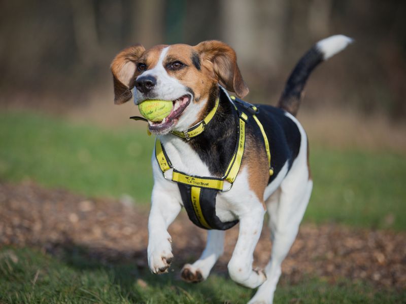 Beagle-type dog running outside with ball in its mouth, wearing a harness