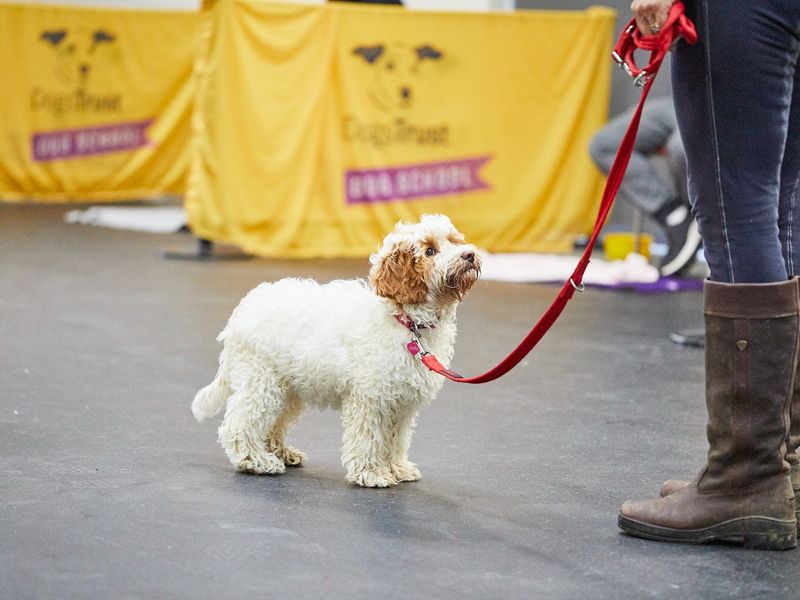 Dog at Dog School 