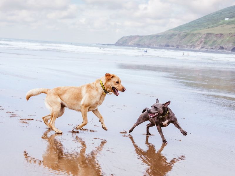 Two dogs playing on the beach 