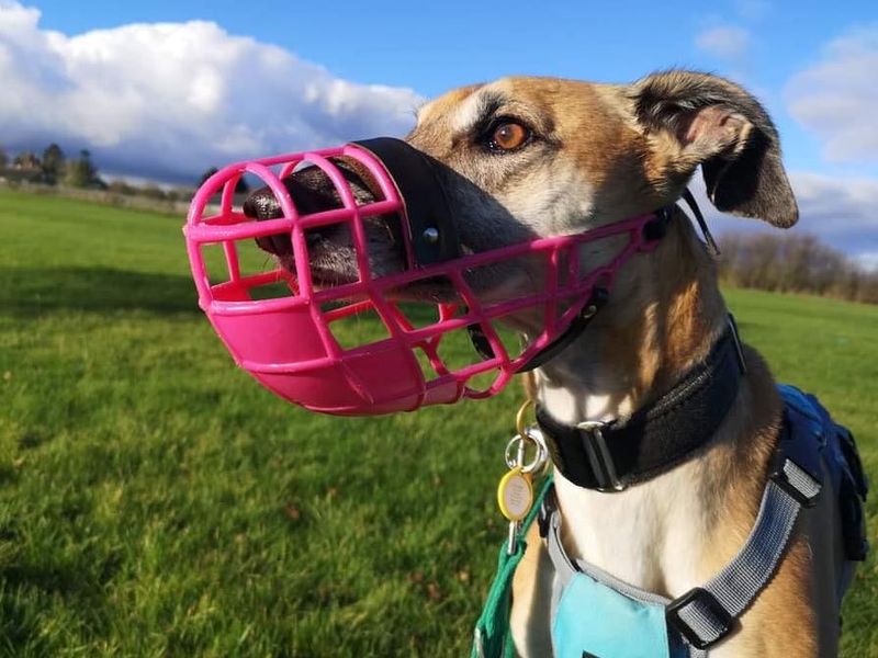 Whippet wearing a pink muzzle